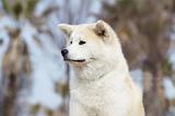 AKITA INU 122